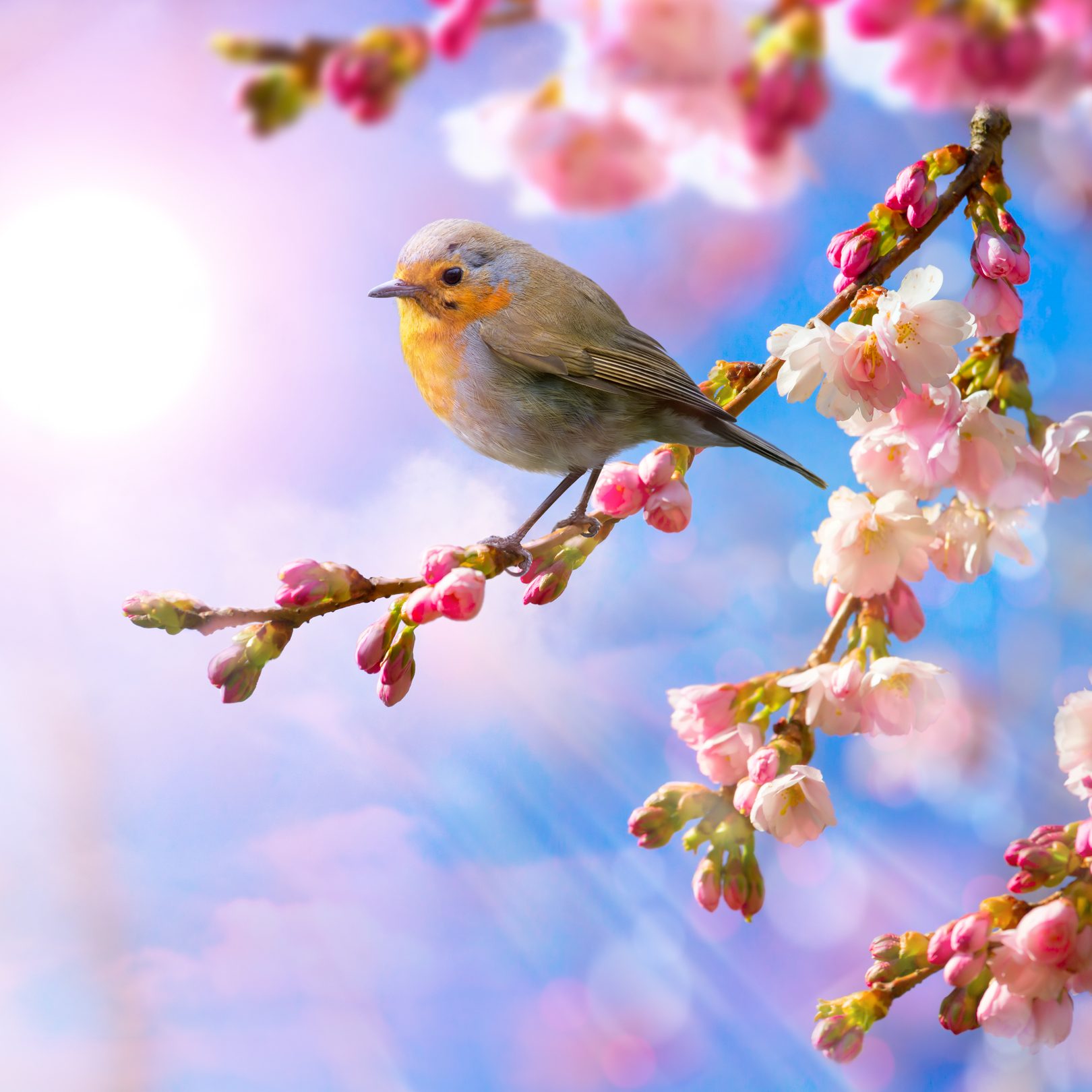 Tiny bird sitting on a cherry blossom branch with the sun shining behind it