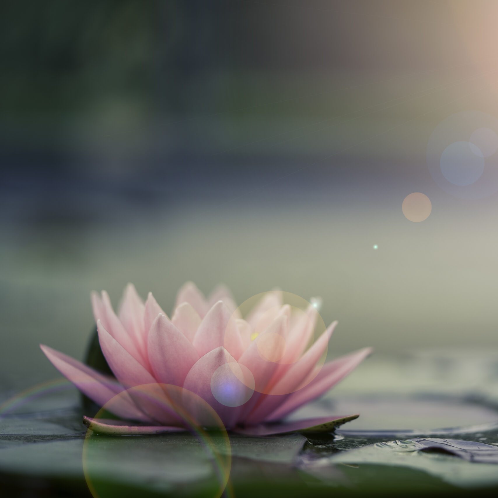 Beautiful pink water lily or lotus with sunlight in a pond.
